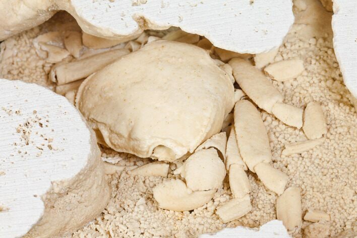 Fossil Crab (Potamon) Preserved in Travertine - Turkey #145051